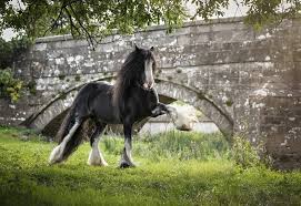 Equine Photography by Rachel Flynn